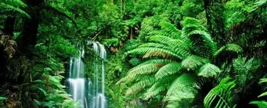 Forêt amazonienne