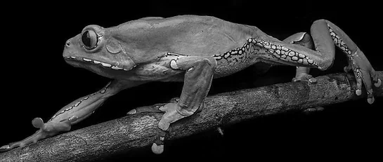 Phylomedusa bicolor